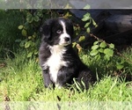 Small Photo #7 Australian Shepherd Puppy For Sale in ACTON, CA, USA