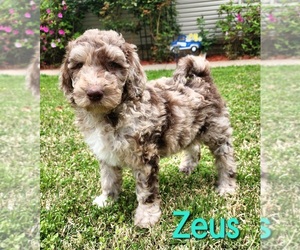Poodle (Standard) Puppy for sale in BENTON, AR, USA