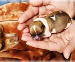 Small #11 Chihuahua