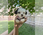 Small Havanese