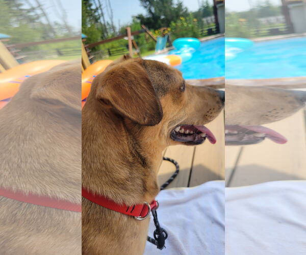 Medium Photo #3 Dachshund-Labrador Retriever Mix Puppy For Sale in Doylestown, PA, USA
