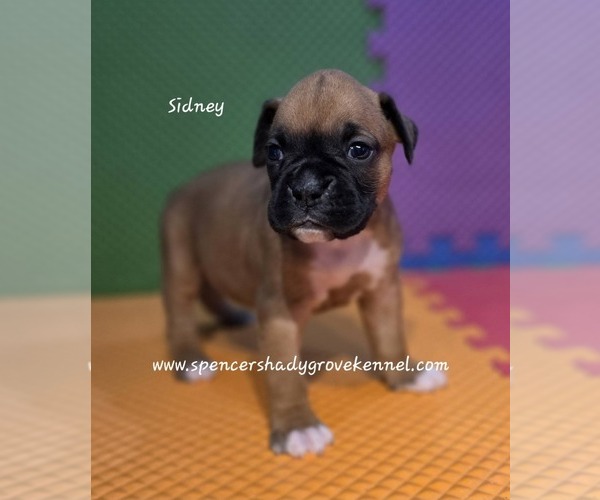 Medium Photo #9 Boxer Puppy For Sale in CABOOL, MO, USA