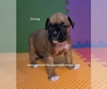 Small #8 Boxer