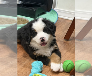 Bernese Mountain Dog Puppy for sale in BROOKHAVEN, MS, USA