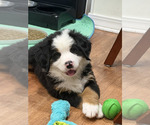 Image preview for Ad Listing. Nickname: Litter of 5