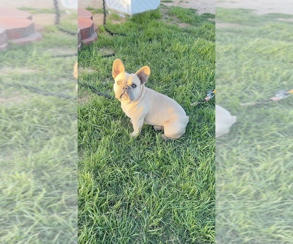 Medium Photo #9 French Bulldog Puppy For Sale in BUCKEYE, AZ, USA