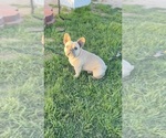 Small #8 French Bulldog