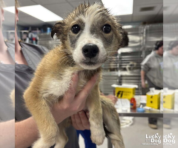 Medium Photo #2 Australian Shepherd-Unknown Mix Puppy For Sale in Washington, DC, USA