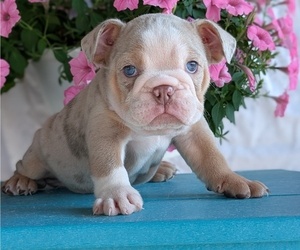Medium English Bulldog