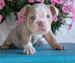 Puppy Helix English Bulldog