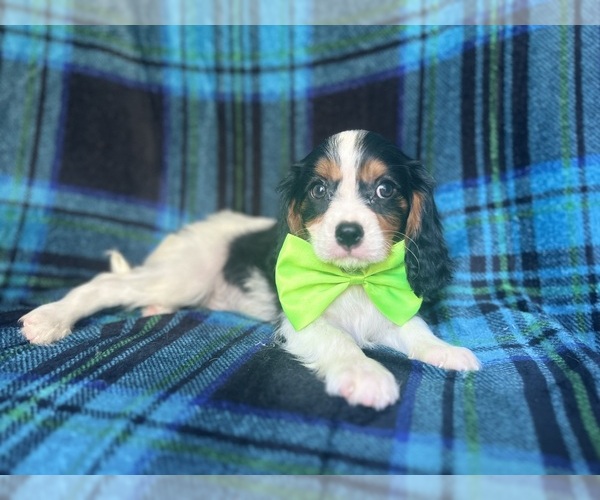 Medium Photo #2 Cavalier King Charles Spaniel Puppy For Sale in LAKELAND, FL, USA