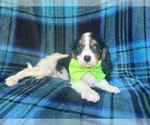 Small #1 Cavalier King Charles Spaniel
