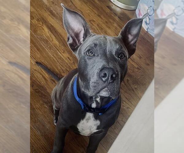 Medium Photo #1 American Staffordshire Terrier Puppy For Sale in San Antonio, TX, USA