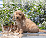Small #2 Golden Retriever