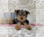 Small #5 Yorkshire Terrier