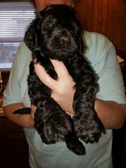 Labradoodle Puppy for sale in PROSPECT, OH, USA
