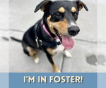 Small #2 Doberman Pinscher Mix
