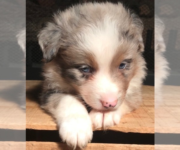 Medium Photo #10 Australian Shepherd Puppy For Sale in ARBA, IN, USA