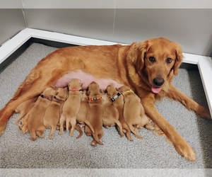 Golden Retriever Litter for sale in LOGAN, UT, USA