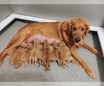 Small Golden Retriever