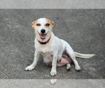 Small Photo #1 Chihuahua-Chorkie Mix Puppy For Sale in FREDERICKTOWN, OH, USA