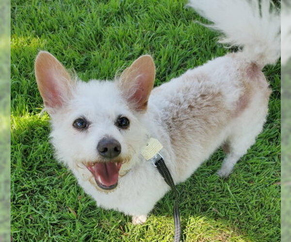 Medium Photo #2 Chihuahua-Unknown Mix Puppy For Sale in Ventura, CA, USA