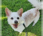 Small #1 Chihuahua Mix