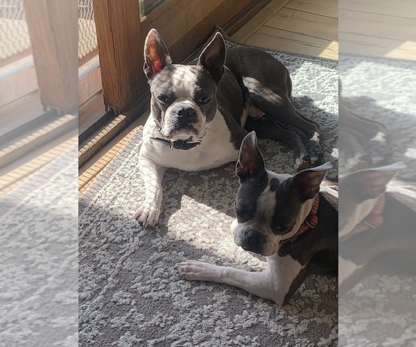 Medium Photo #1 Boston Terrier Puppy For Sale in PLEASANTON, CA, USA