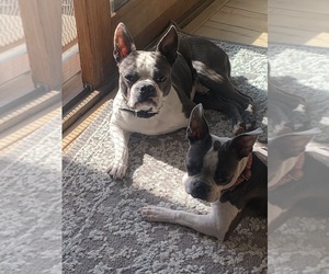 Father of the Boston Terrier puppies born on 09/21/2025