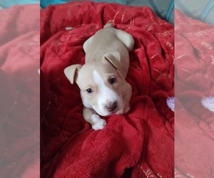 American Pit Bull Terrier Puppy for sale in ODENVILLE, AL, USA
