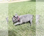 Small Photo #6 French Bulldog Puppy For Sale in CANYON, TX, USA