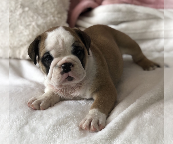 Medium Photo #8 English Bulldog Puppy For Sale in CHARLESTON, SC, USA