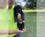 Small #2 Australian Shepherd-Bernedoodle Mix