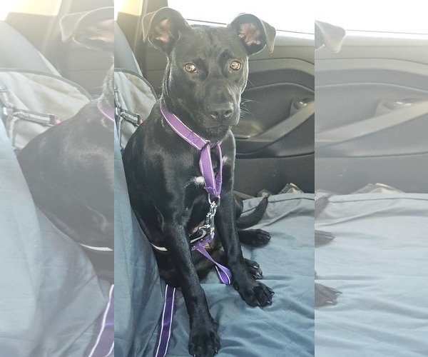 Medium Photo #3 Mutt Puppy For Sale in Sheboygan, WI, USA