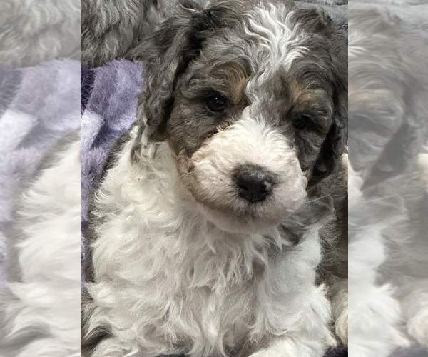 Medium Photo #8 Bernedoodle Puppy For Sale in ZEELAND, MI, USA
