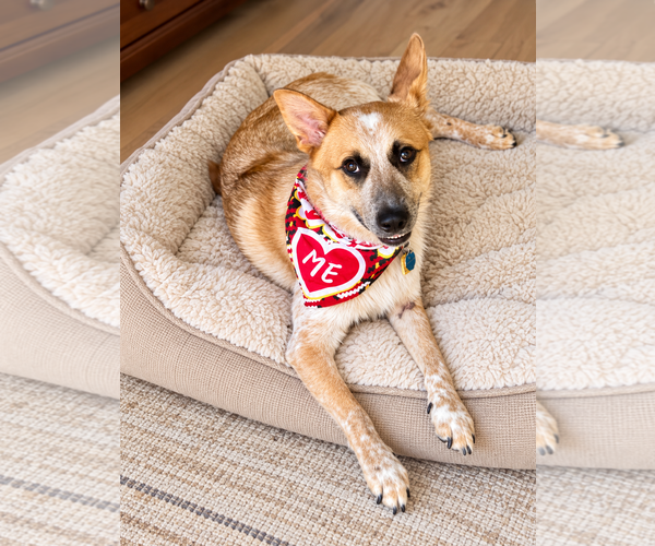 Medium Photo #3 Red Heeler-Unknown Mix Puppy For Sale in Euless, TX, USA