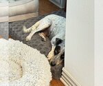 Small #2 Mutt
