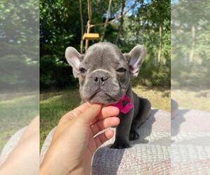 French Bulldog Puppy for sale in TAMPA, FL, USA