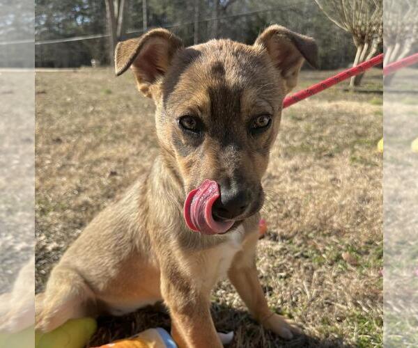 Medium Photo #1 Mutt Puppy For Sale in Yardley, PA, USA