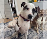 Small #4 American Pit Bull Terrier