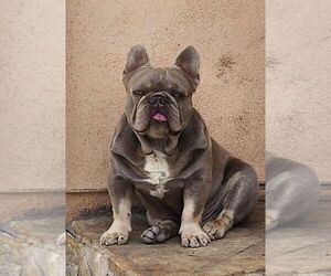 Father of the French Bulldog puppies born on 10/05/2023