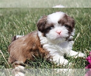 Shih Tzu Puppy for sale in FORT LAUDERDALE, FL, USA