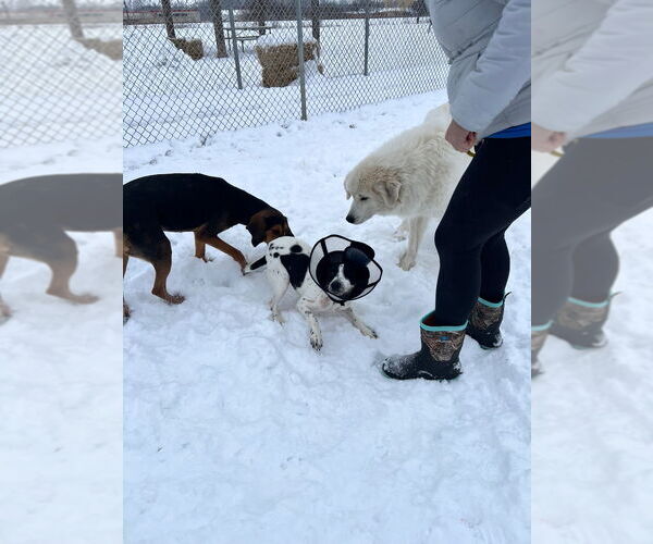 Medium Photo #2 Mutt Puppy For Sale in Pierceton , IN, USA