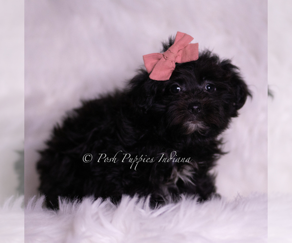 Medium Photo #3 Morkie Puppy For Sale in WARSAW, IN, USA