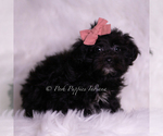 Small #2 Morkie
