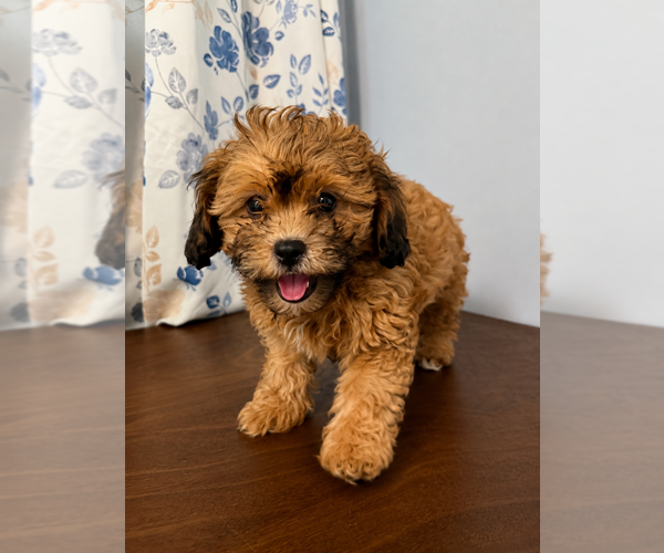 Medium Photo #6 Shih-Poo Puppy For Sale in DURHAM, CT, USA