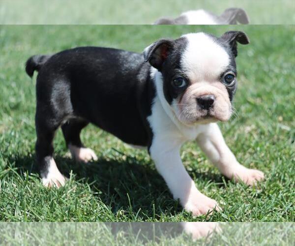 Medium Photo #1 Boston Terrier Puppy For Sale in ORO VALLEY, AZ, USA