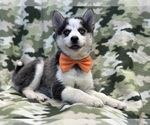 Small Photo #3 Pomsky Puppy For Sale in LAKELAND, FL, USA