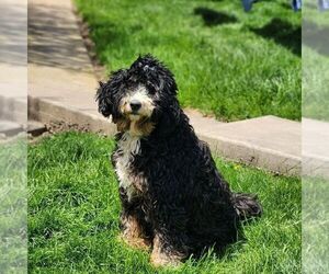 Mother of the Bernedoodle (Miniature) puppies born on 03/08/2025