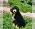 Small Photo #1 Bernedoodle (Miniature) Puppy For Sale in EAST EARL, PA, USA